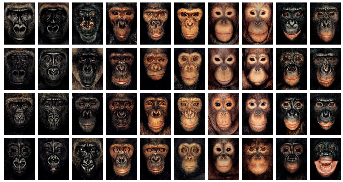 Apes mug shots by James Mollison