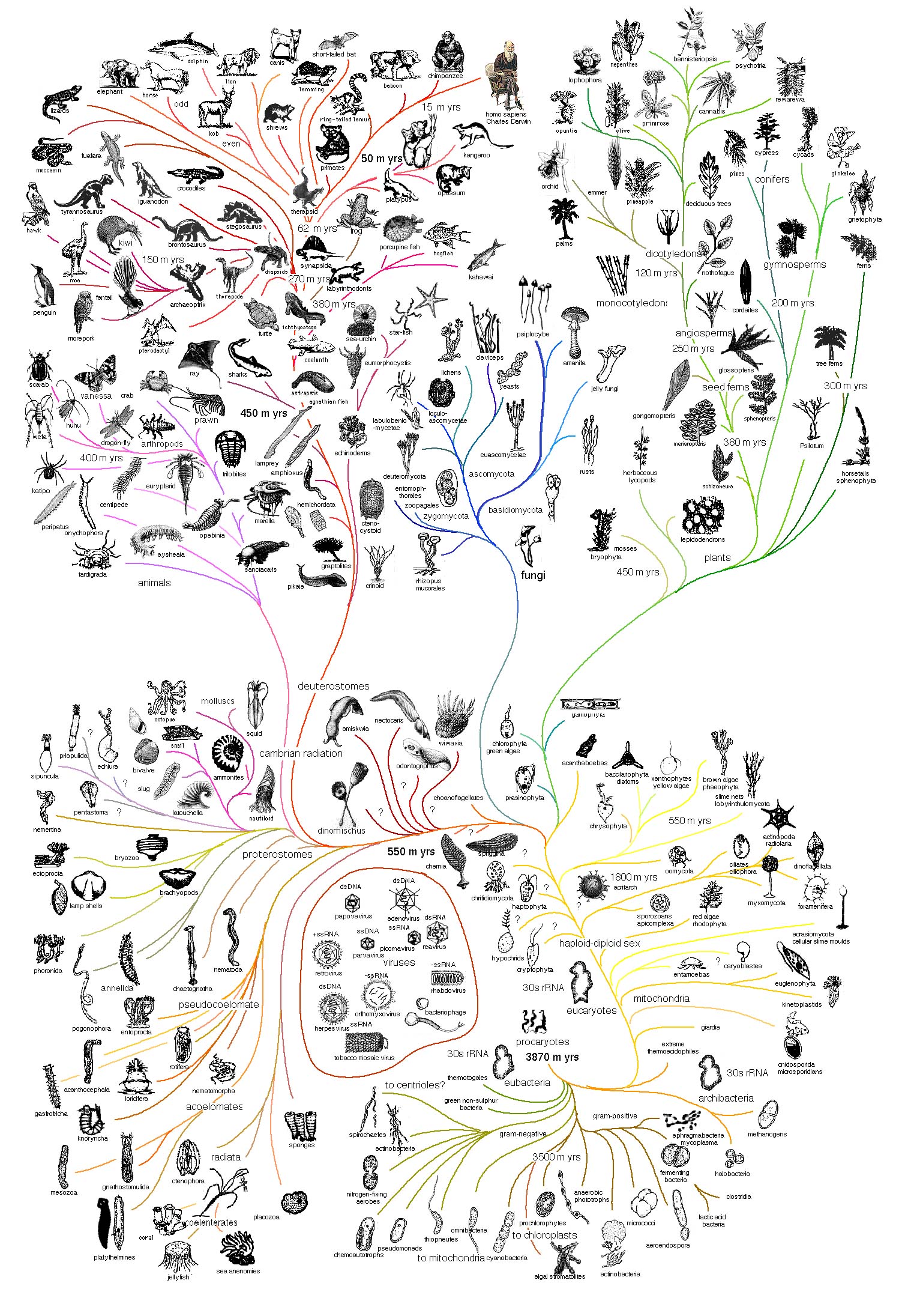 Evolutionary Chart Of Life