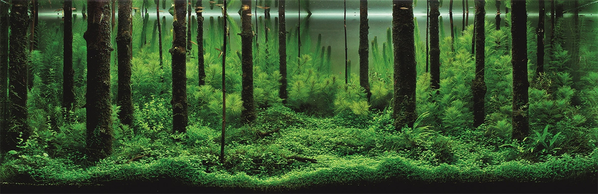 aquariums - The Incredible Underwater Art of Competitive Aquascaping
