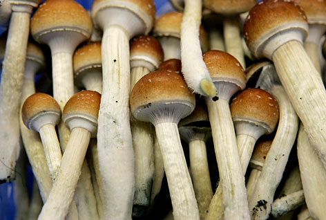 Magic Mushrooms May Have Long-Lasting Positive Effects On Personality