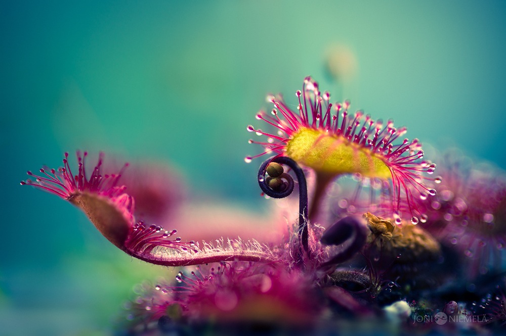 Joni Niemela.. -  Macro Photographs Capture Carnivorous Plants Alien-Like Structures