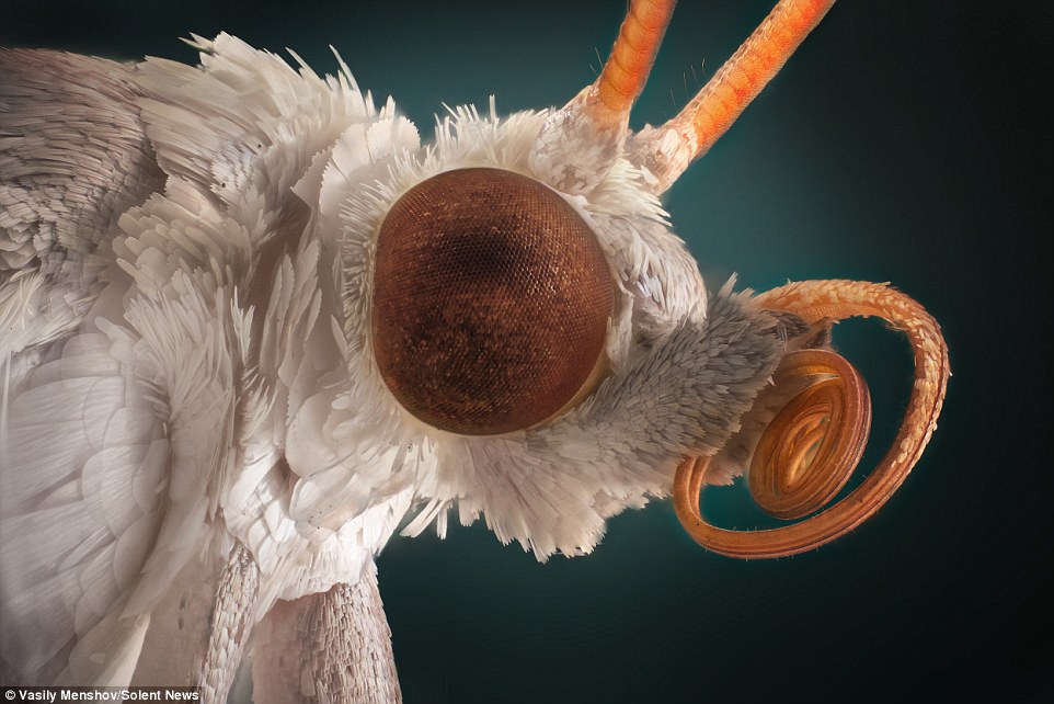 Incredible macro photos of insects and spiders