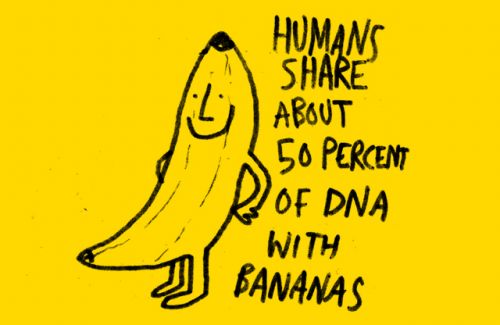 we share dna with bananas