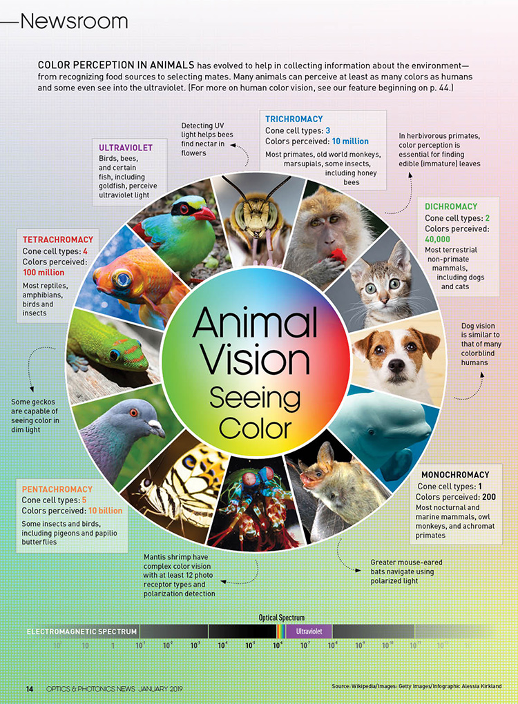 Color vision in animals – pIXELsHAM