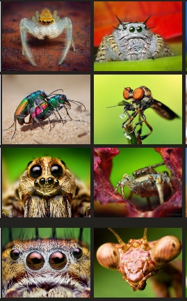 Thomas Shahan macro photography