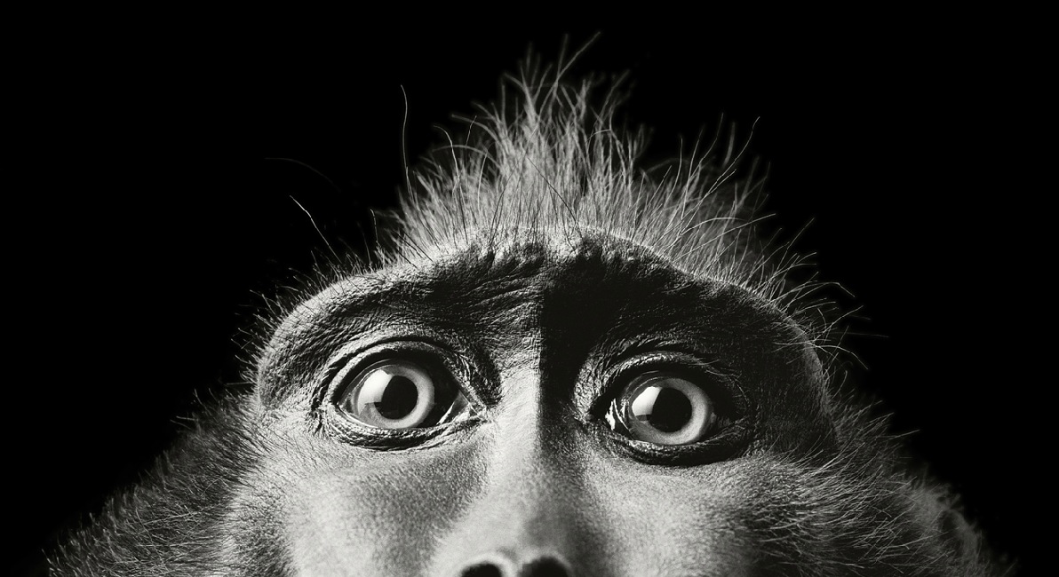 More than human by Tim Flach