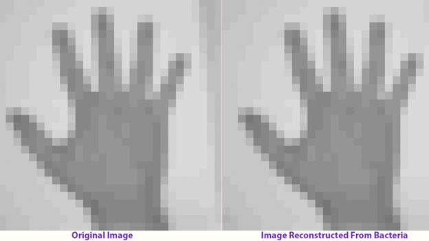 Gif and image written into the DNA of bacteria